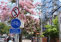 Tabebuya Bermekaran, Jalanan di Surabaya Ini Jadi Mirip Jepang Pas Musim Sakura