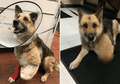 Makan Kakinya Sendiri Demi Bertahan Hidup, Beginilah Kisah Tragis Seekor Anjing yang 'Disiksa' Tanpa Makan, Ditemukan Tulang di Dalam Perutnya