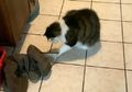 Dikira Kucingnya Bermain dengan Bayangan, Tiba-tiba Kucing Itu Melompat, Ternyata Ada Makhluk Ini di Balik Sepatu