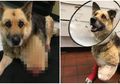 Dibiarkan Terikat Rantai Tanpa Makanan, Anjing Ini Sampai Makan Kakinya Sendiri karena Kelaparan