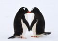 Pasangan Penguin Ini Bertindak Lucu Demi Memiliki Anak, Lihat!