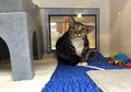 Alami Kesedihan yang Sangat Mendalam, Begini Alasan Kucing yang Berusia 3 Tahun di Inggris untuk Miliki Rumah Baru