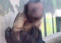 Karena 'Berwajah Manusia,' Monyet Ini Gagal Merayu, Sulit Dapat Pasangan, dan Betah Sendiri Selama 19 Tahun: 'Ia Suka Bermain Lumpur'