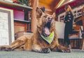 Jalan 6 Km Setiap Hari Selama Lebih dari 12 Tahun, Anjing Ini Senang Keliling Kota, Ternyata Hal Tak Terduga Ini yang Dilakukannya