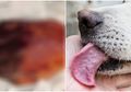 Seorang Pria Meninggal Dunia Setelah Mendapat Jilatan Anjing Peliharaannya! Kok Bisa?