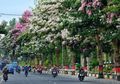 Bermekaran dan Jadi Viral di Magelang, Ini 4 Fakta Bunga Tabebuya, Bunga yang Mirip Sakura di Jepang