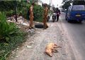 Bangkai Babi Ditemukan di Jalan-jalan, 'Ini Tadi Siang Ditemukan Sekitar Pukul 12.00 Lewat'