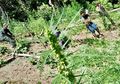 Polisi Temukan Ladang Ganja di Sumatera Utara, Luasnya 7 Hektar dan Nilainya Capai Rp52,5 Miliar
