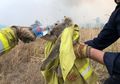 Diperkirakan 1000 Koala Mati dan Menyebabkan Kepunahan Secara Fungsional Akibat Kebakaran Hutan di Australia