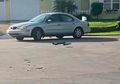 Curiga Mobil Berputar-putar Mundur Selama Sejam, Ternyata 'Supirnya' Anjing!
