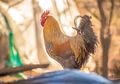 Bak Miliki Bom Waktu, Ini Wabah yang Ancam Pemilik Jika Pelihara Ayam di Rumah