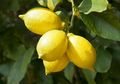Bikin Kulit Sehat dan Mencegah Kanker, Inilah Sejumlah Manfaat Tak Terduga Buah Lemon
