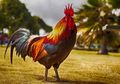 6 Tafsir Mimpi Melihat Ayam Jago, Benarkah Ini Sebuah Pertanda Baik?
