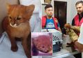 Temukan Kucing Lucu dengan Warna Langka, Seorang Pria Terkejut Setelah Dokter Hewan Mengatakan, Itu Bukanlah Kucing Melainkan Spesies Lain