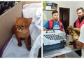 Dikira Kucing Lucu dengan Warna Langka, Cowok Ini Ternyata Temukan Anak Puma