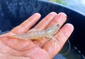 Tak Sengaja Tertusuk Udang Saat Sedang Mencucinya, Tangan Pria Ini Berakhir Mengerikan