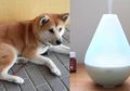 Alami Kejadian Aneh, Pemilik Rumah Kaget Hewan Peliharaan Hampir Terbunuh Akibat Essential Oil Diffuser!