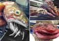 Saat Nelayan Ini Menarik Jaringnya yang Jatuh, Siapa Sangka 'Monster Laut' Mengerikan yang Muncul dari Dasar Lautan, Deretan Giginya Merupakan Fitur Primitif