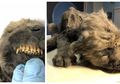 Berusia 18.000 Tahun, Jasad Anak Anjing Ini Ditemukan Masih Utuh Lengkap dengan Gigi yang Tajam dan Kumis