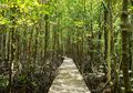 Selain Bawah Laut, Wakatobi Kini Punya Wisata Mangrove yang Cantik
