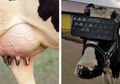 Pakai Headset VR, Sapi ini Bisa Produksi Susu Segar Lebih Banyak