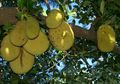 Tidak Hanya Buahnya, Bagian Terlupakan dari Pohon Nangka Ini Ternyata Punya Manfaat Luar Biasa untuk Tubuh, Salah Satunya Tingkatkan Produksi ASI