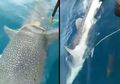 Beranikan Diri Dekati Pemancing di Tengah Lautan Malaysia, Hewan yang Hampir Punah Ini Ternyata Ingin Minta Tolong, Caranya Berterimakasih Buat Netizen Heboh