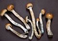 Amerika Serikat Gunakan Magic Mushroom untuk Atasi Depresi