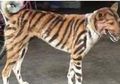 Bulu Anjing Ini Dilukis Garis-garis Hitam Seperti Harimau oleh Pemiliknya, Tak Disangka Inilah Alasan Cerdas di Baliknya