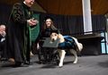 Selalu Dampingi Pemilik Hingga Selesaikan Kuliah, Anjing Ini Dapat Gelar Sarjana. Lo Kapan?