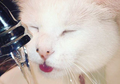 Followersnya Jutaan, Ini Foto-Foto Meme-able Kucing yang Jadi Hiburan