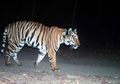 Seekor Harimau Lakukan Perjalanan Sepanjang 1.300 km, Inilah Hal yang Dicari Sebenarnya