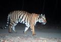 Demi Mencari Makanan dan Pasangan, Harimau Ini Berjalan Hingga 1.300 Kilometer