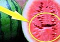 Hati-hati, Jika Membongkar Semangka Temukan Tanda Seperti Pada Gambar Ini, Sebaiknya Buang Saja Buah Tersebut, Begini Alasannya!