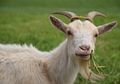 Sebut Buah Pepaya, Kambing, hingga Burung Puyuh Positif Virus Corona, Presiden Tanzania Tuding Adanya Sabotase Perihal COVID-19