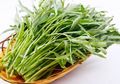 Sering Bikin Ngantuk, Kangkung Miliki Manfaat Tersembunyi Penuh Khasiat
