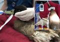 Sungguh Malang Nasib Bebek Ini, Akibat Bercinta Terlalu Lama, Kejantanan Bebek Harus Dipotong, Tak Disangka Sehari Kawin Sebanyak Ini