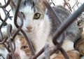 Kasus Kucing Direbus Hidup-hidup Semakin Meningkat: Awas, Ini Efek Mematikan Jika Kita Konsumsi Daging Kucing