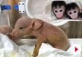 Pertama di Dunia, Hibrida Monyet-Babi Diciptakan di Laboratorium Genetika China, Ilmuwan Berusaha Membuatnya Sehat
