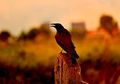 Tafsir Mimpi Burung Gagak Menurut Primbon, Benarkah Pertanda Buruk?
