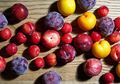 Ini 5 Manfaat Makan Buah Plum untuk Kesehatan Wanita, Salah Satunya untuk Kesehatan Tulang agar Tidak Osteoporosis