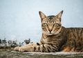 Miris! Kucing Dijadikan Makanan di Denpasar, Begini Curahan Hati Seorang Pecinta Kucing Bernegosiasi Untuk Selamatkan 11 Hewan Itu