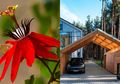 Mau Pilh Tanaman Rambat untuk Atap Carport? Ini 6 Jenis yang Bisa Dipilih!