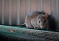 Di Tengah Pandemi Virus Corona, Ada Ancaman Hantavirus di China, Dikabarkan Pria ini Tewas Karena Virus itu