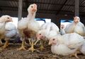 Biosekuriti Kunci Indonesia Bebas Flu Burung Secara Mandiri, Tanpa Campur Tangan Asing, Bagaimana dengan Covid-19