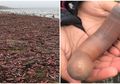 Ribuan 'Ikan Penis' Ditemukan Terdampar di Pantai, Ternyata Ini Penyebabnya