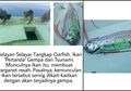 Geger Kemunculan Oarfish, Ikan Pertanda Gempa Dahsyat dan Tsunami, di Kepulauan Selayar, Benarkah Akan Terjadi Bencana? Ini Penjelasan LIPI