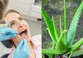 Ini 7 Cara Mengobati Gigi Berlubang dengan Obat Rumahan, Salah Satunya dengan Lidah Buaya
