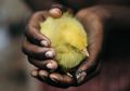 Lagi Enak-enak Tidur Malam Malah Mimpi Melihat Anak Ayam Menetas, Kehidupan Pria ini Esoknya Langsung Berubah Usai Mendapatkan Kemakmuran, Terungkap Inilah Arti Mimpi Melihat Anak Ayam
