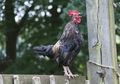 Pelihara Ayam di Rumah Ternyata Sama Saja 'Memelihara' Bom Waktu Mematikan, Begini Penjelasannya...